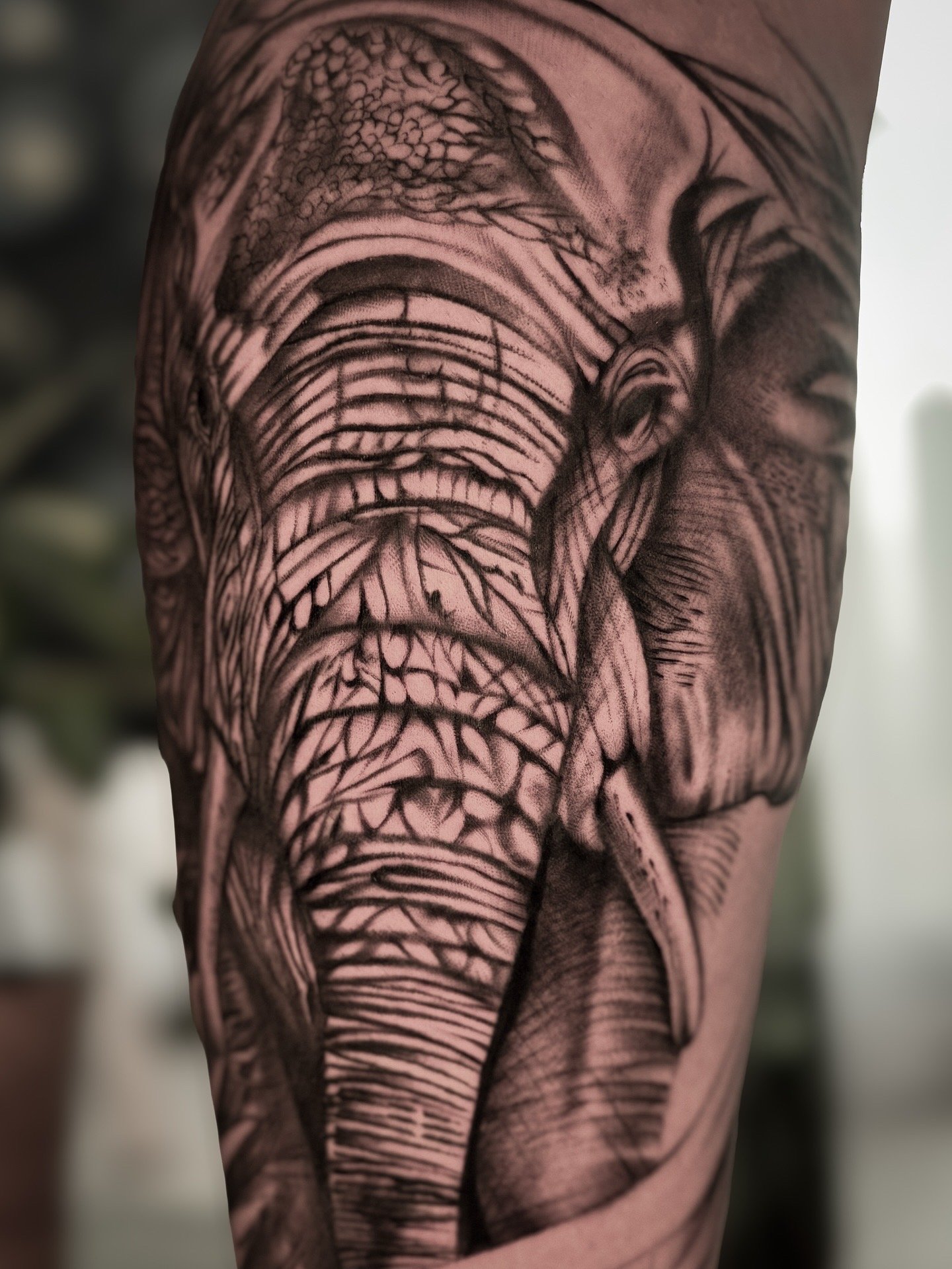 Elephant